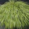 Hakonechloa smukła 'Aureola'