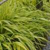 Hakonechloa smukła 'Aureola'