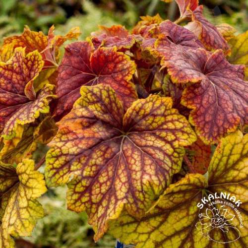 Żurawka ogrodowa 'Red Lightning'