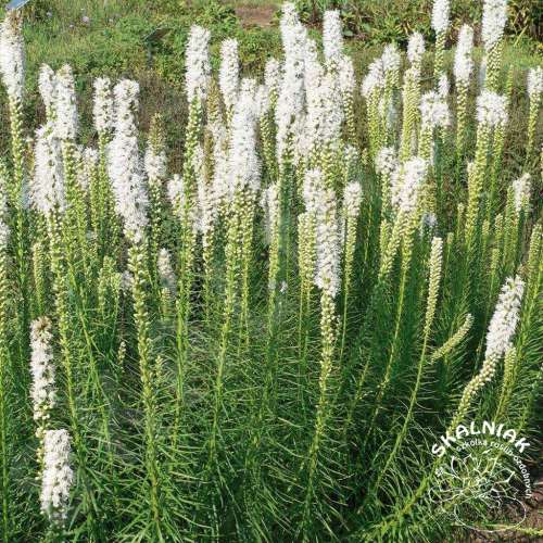 Liatra kłosowa 'Floristan White'