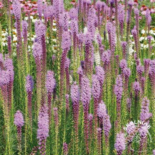 Liatra kłosowa 'Floristan Violet'