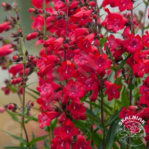 Penstemon palczasty