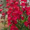Penstemon palczasty