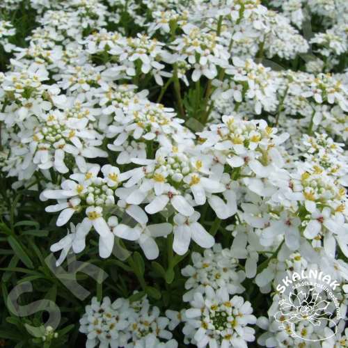 Ubiorek wiecznie zielony 'Fischbeck'