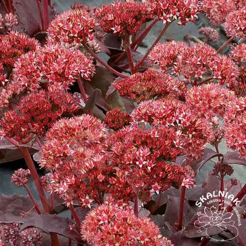 Rozchodnik karpacki 'Raspberry Truffle'