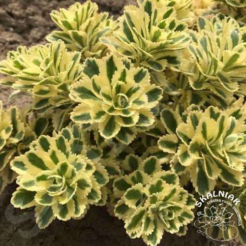 Rozchodnik takesimense 'Atlantis'