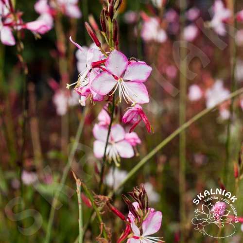Gaura Lindheimera 'Rosy Jane'