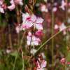 Gaura Lindheimera 'Rosy Jane'