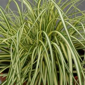 Turzyca oszimska 'Maxigold'