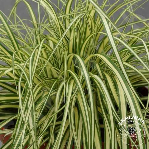 Turzyca oszimska 'Maxigold'