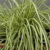 Turzyca oszimska 'Maxigold'