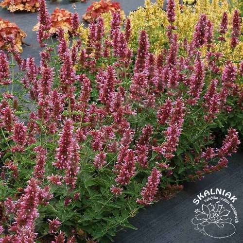 Kłosowiec 'Poquito Lavender'