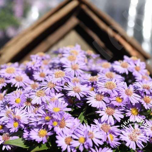 Aster krzaczasty 'Island Barbados'
