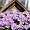 Aster krzaczasty 'Island Barbados'