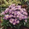 Aster krzaczasty 'Island Barbados'
