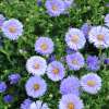 Aster krzaczasty 'Island Barbados'