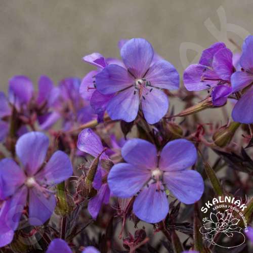 Bodziszek łąkowy 'Black Beauty'