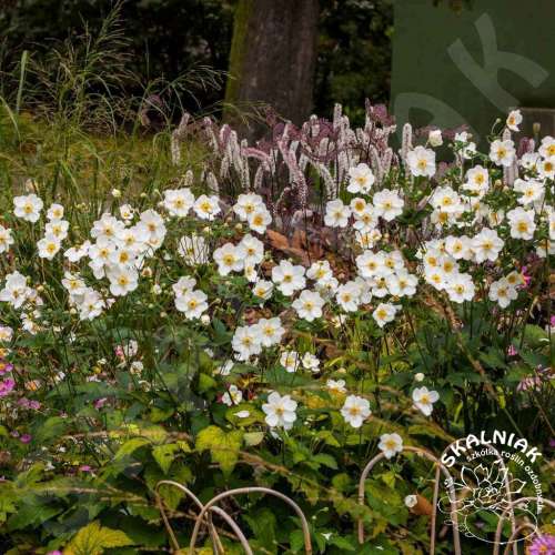 Zawilec japoński 'Honorine Jobert'