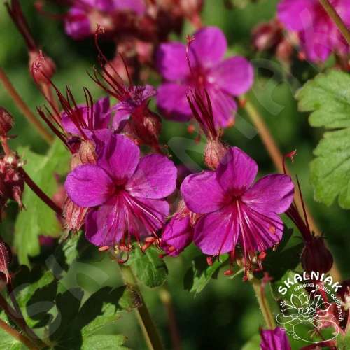 Bodziszek korzeniasty