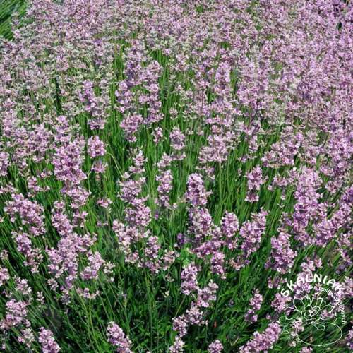 Lawenda wąskolistna 'Rosea'