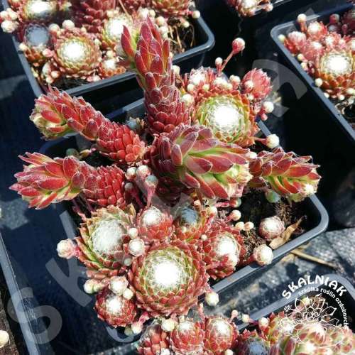 Rojnik pajęczynowaty 'Sirius'