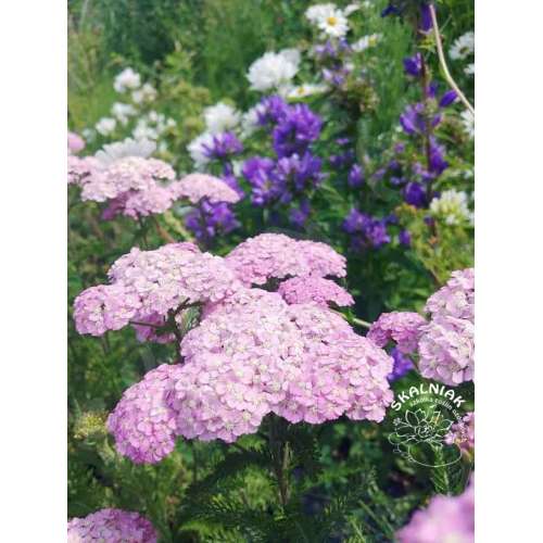 Krwawnik pospolity 'Appleblossom'