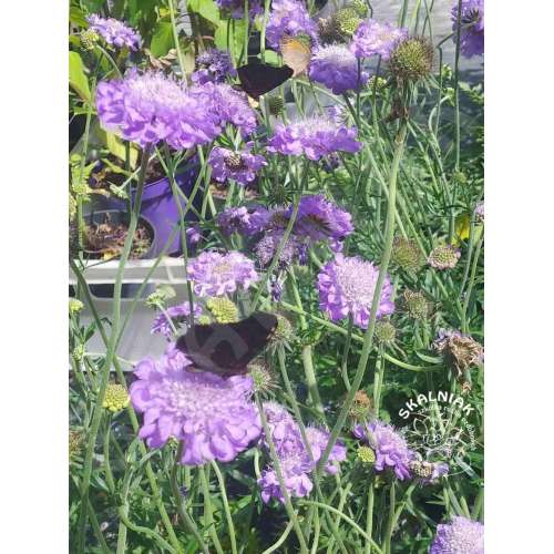 Driakiew gołębia 'Mariposa Blue'