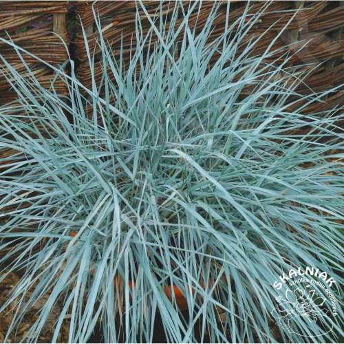 Wydmuchrzyca Magellana