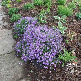 Dzwonek Poszarskiego 'Blue'