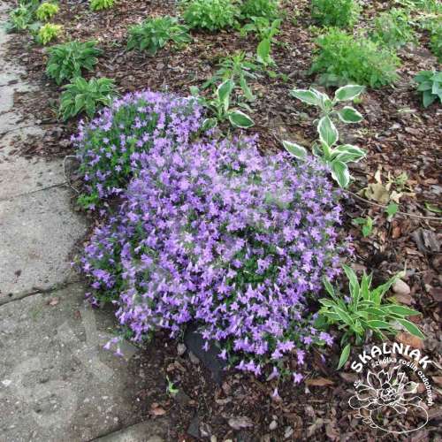 Dzwonek Poszarskiego 'Blue'
