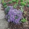 Dzwonek Poszarskiego 'Blue'