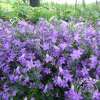 Dzwonek Poszarskiego 'Blue'
