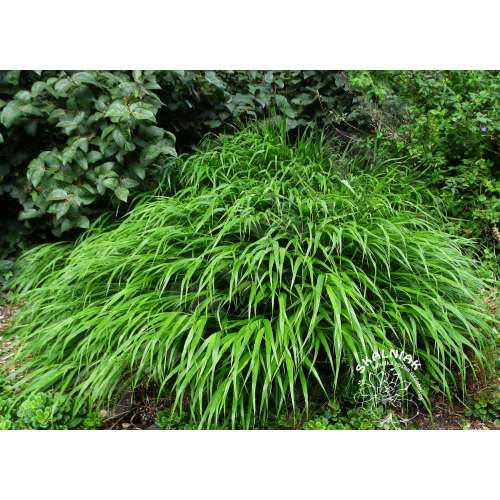 Hakonechloa smukła 'Greenhills'