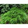 Hakonechloa smukła 'Greenhills'