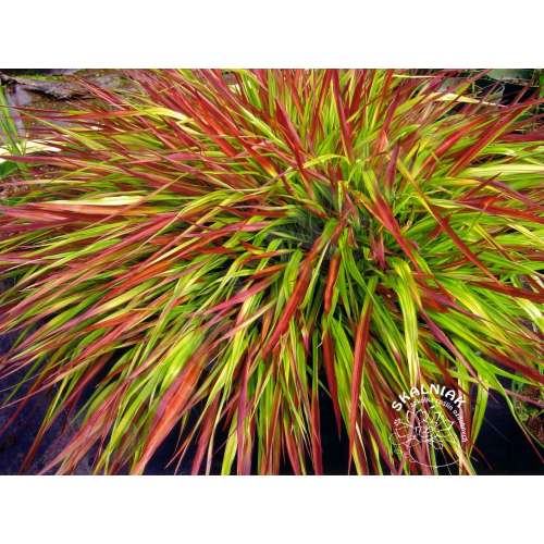 Hakonechloa smukła