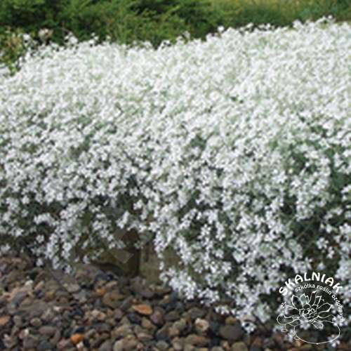 Rogownica kutnerowata