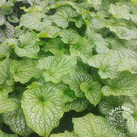 Brunnera wielkolistna