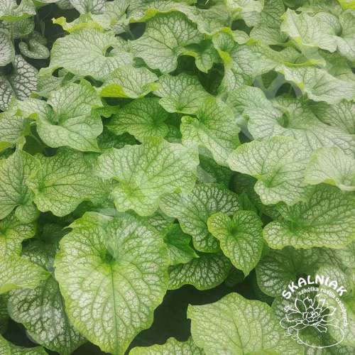 Brunnera wielkolistna