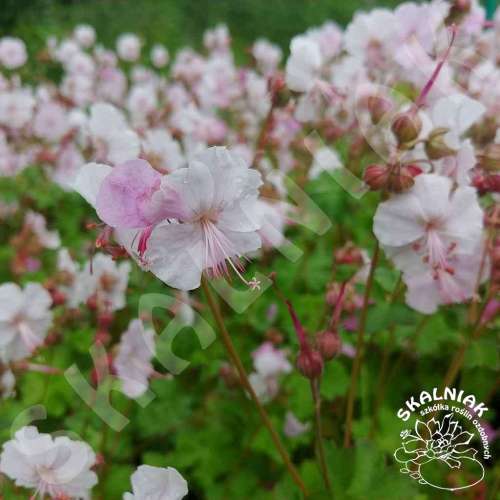 Bodziszek kantabryjski