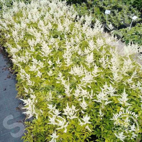 Tawułka japońska 'Deutschland'