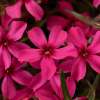 Floks szydlasty 'Scarlet Flame'