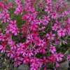 Floks szydlasty 'Scarlet Flame'