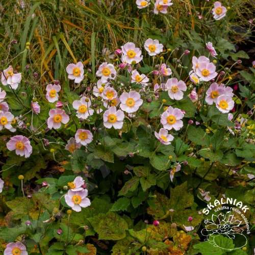 Zawilec chiński 'September Charm'