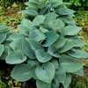 Funkia 'Halcyon'