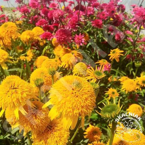 Jeżówka purpurowa 'Secret Glow'