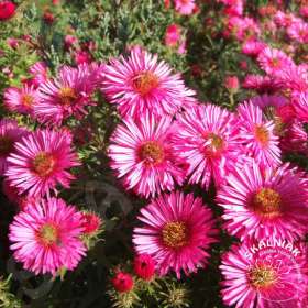 Aster nowoangielski 'Andenken am Alma Pötschke'