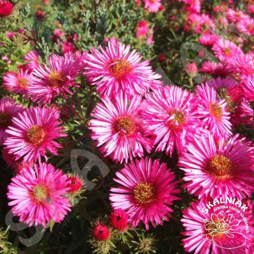 Aster nowoangielski 'Andenken am Alma Pötschke'