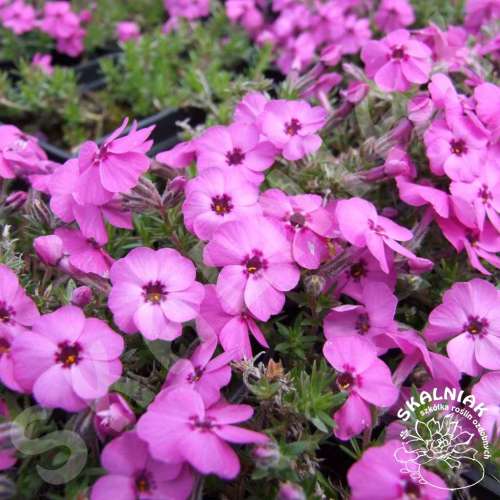 Floks Douglasa 'Red Admiral'