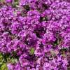 Macierzanka Doerflera 'Bressingham Seedling'