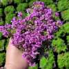 Macierzanka Doerflera 'Bressingham Seedling'